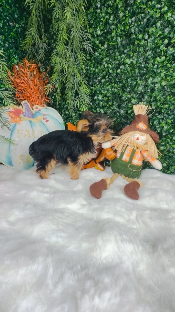 Female Yorkie puppy named Boo for sale at Puppy Dreams - Denton. video thumbnail