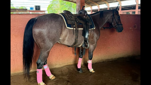 Lote 20