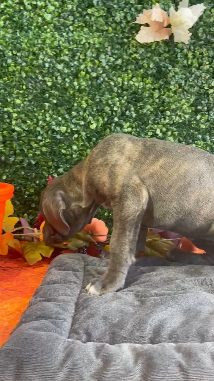 Female Cane Corso puppy named Daisy for sale at Puppy Dreams - West Little Rock. video thumbnail
