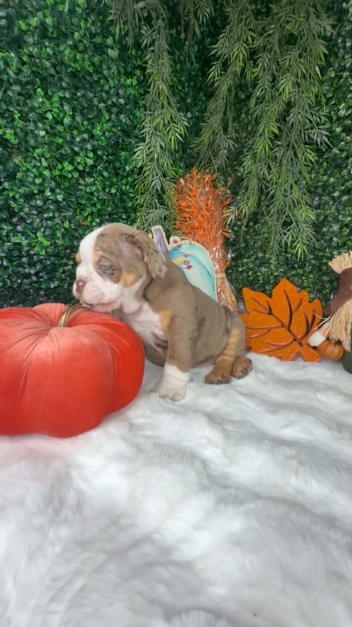 Female English Bulldog puppy named Pumpkin for sale at Puppy Dreams - Denton. video thumbnail