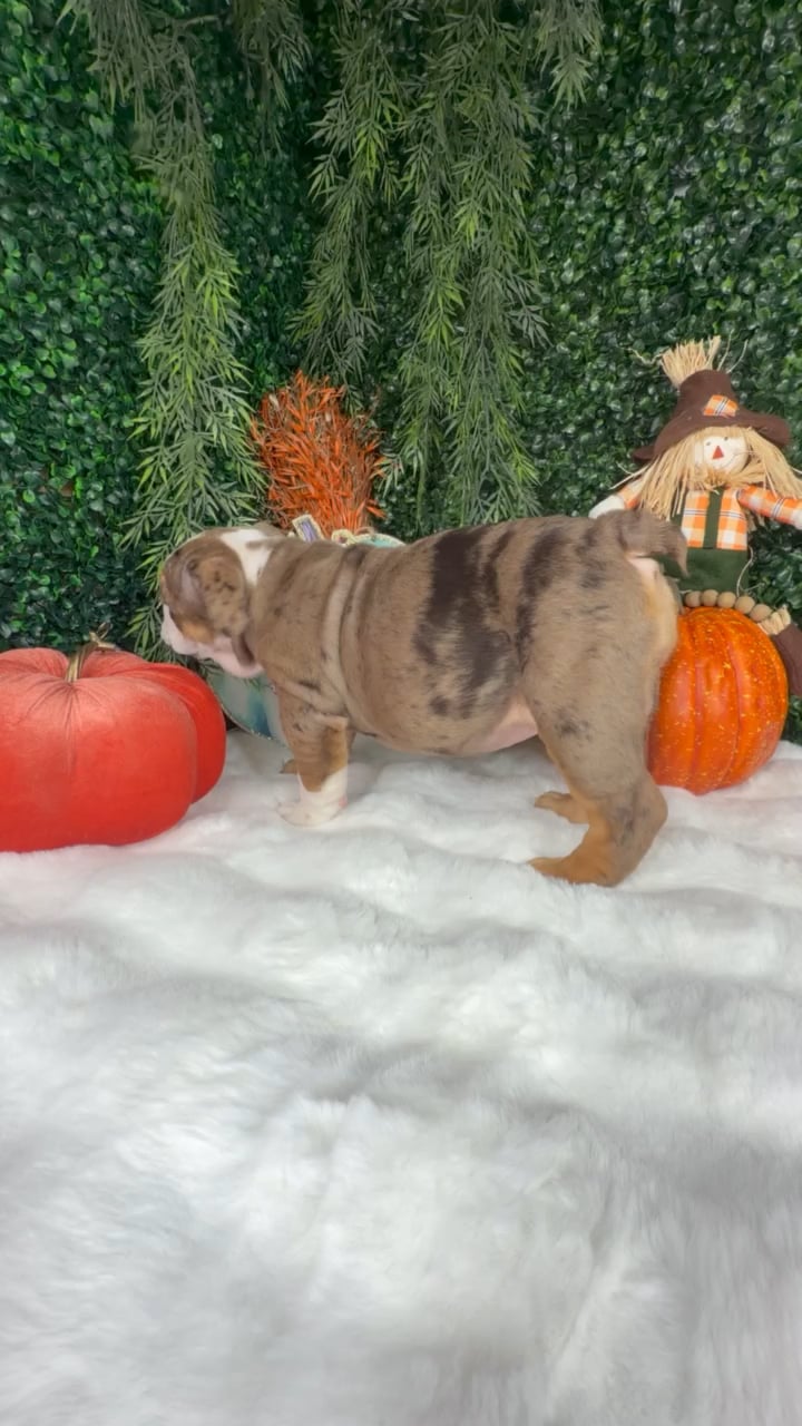 Female English Bulldog puppy named Pumpkin for sale at Puppy Dreams - Denton. video thumbnail