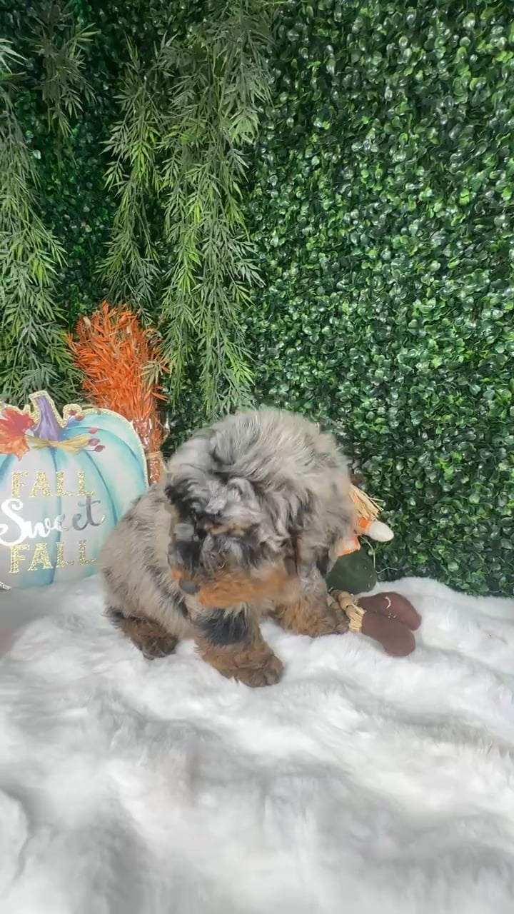 Male Bernedoodle puppy named Sugar for sale at Puppy Dreams - Denton. video thumbnail
