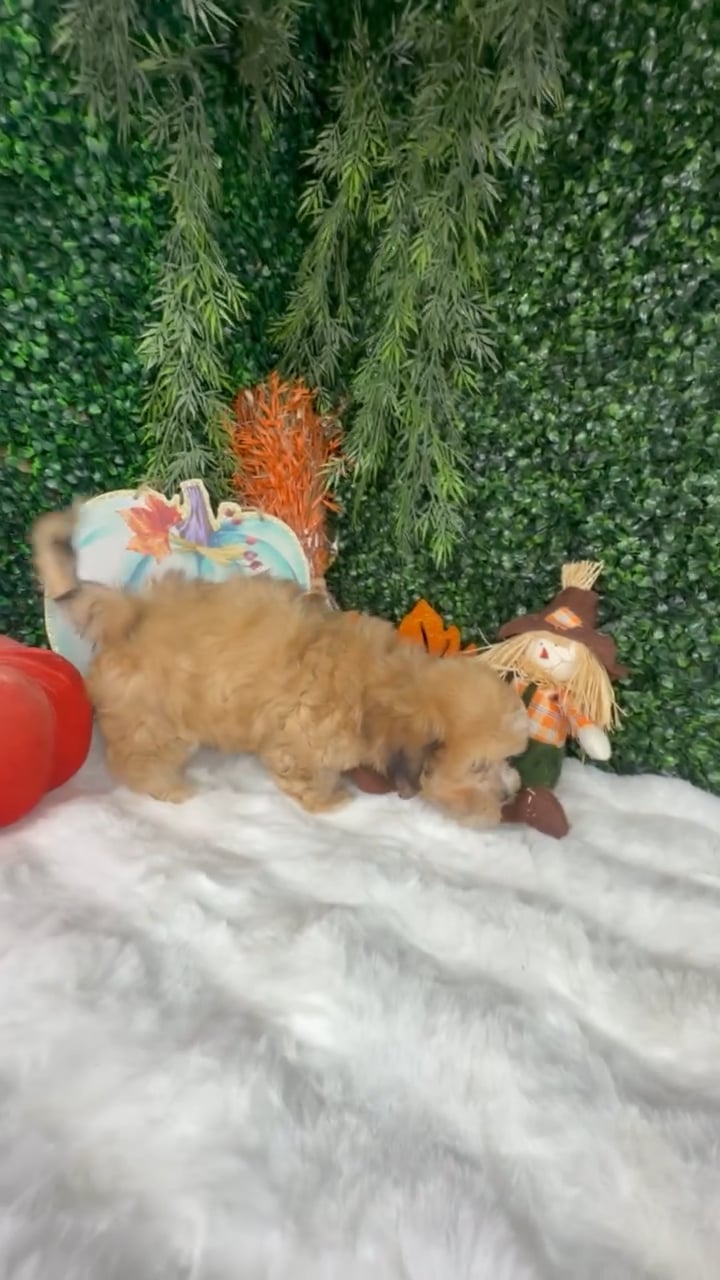 Female Shih Tzu puppy named Maple for sale at Puppy Dreams - Denton. video thumbnail