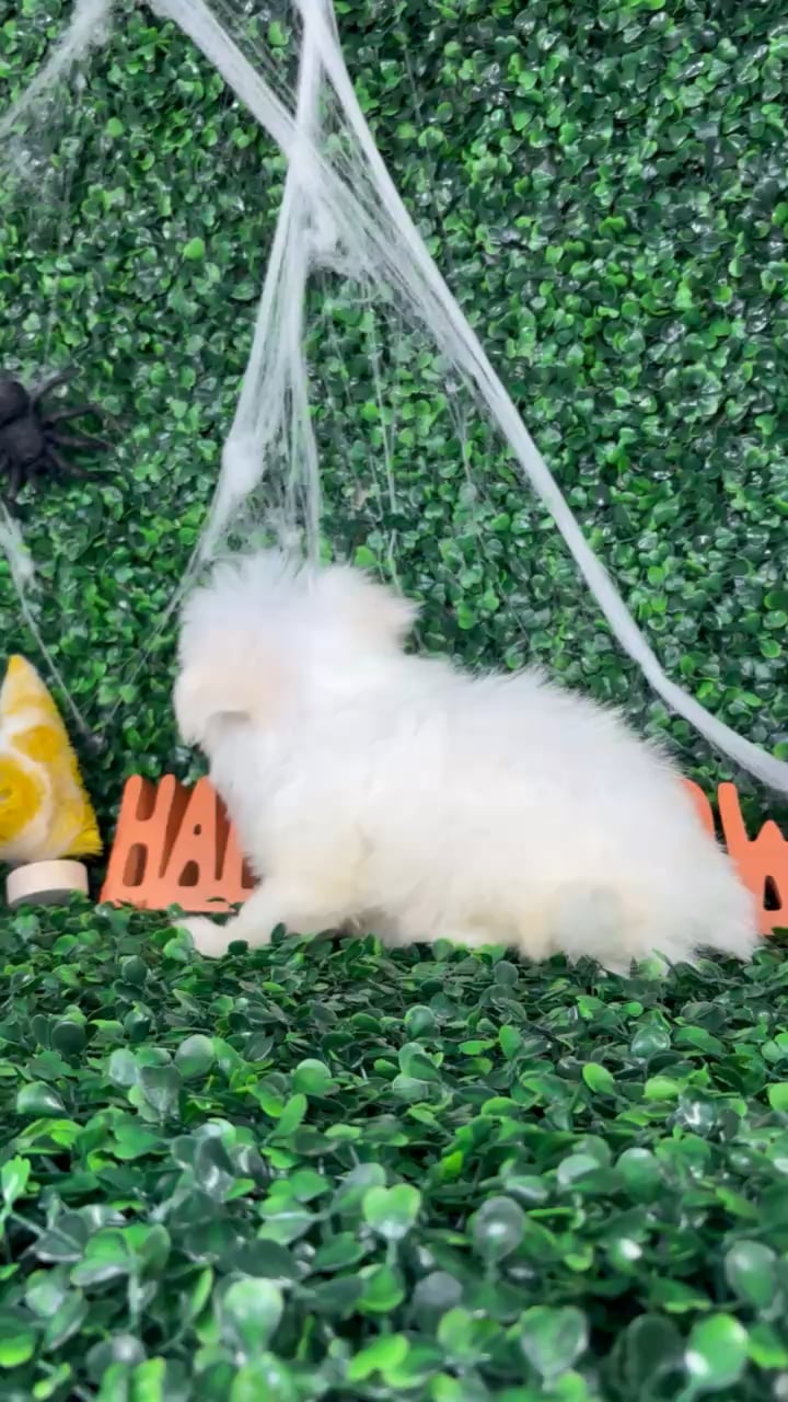 Female Maltese puppy named Coraline for sale at Puppy Dreams - North Richland Hills. video thumbnail