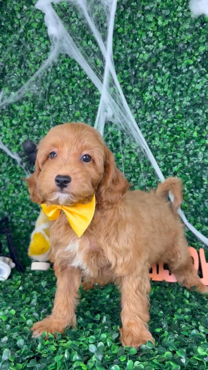 Male Cockapoo puppy named Jack for sale at Puppy Dreams - North Richland Hills. video thumbnail