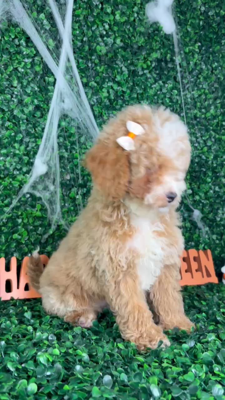Female Cockapoo puppy named Sally for sale at Puppy Dreams - North Richland Hills. video thumbnail