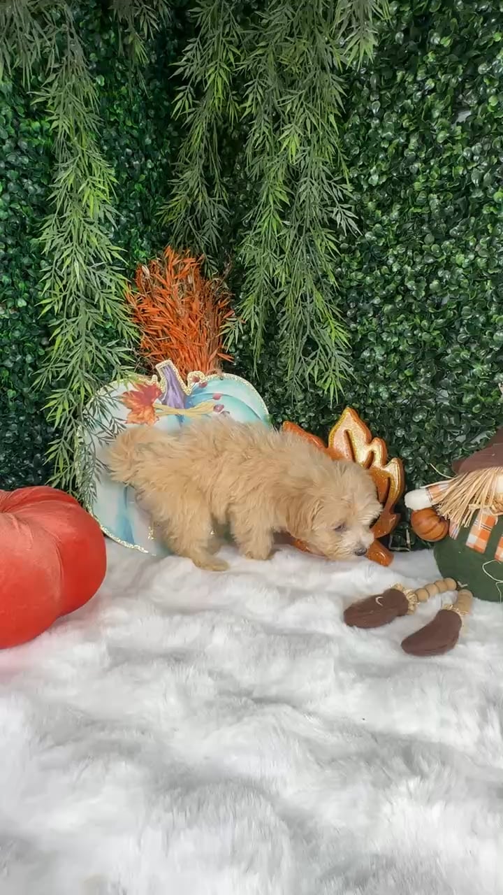 Female Maltipoo puppy named Chai for sale at Puppy Dreams - Denton. video thumbnail