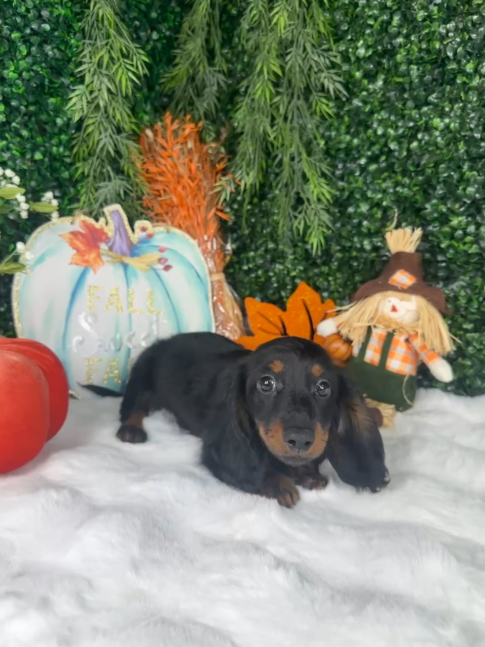Male Dachshund puppy named Apple for sale at Puppy Dreams - Denton. video thumbnail