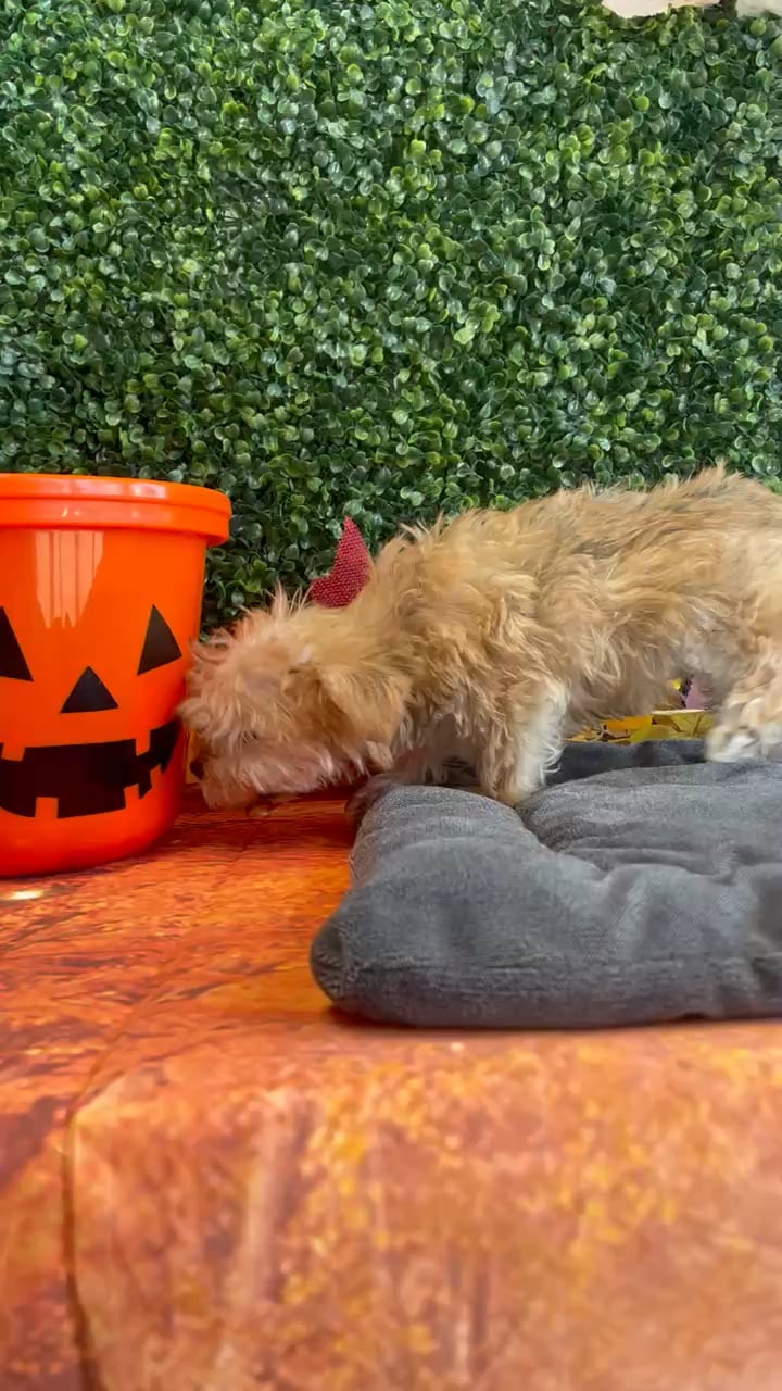 Female Yochon puppy named Lily for sale at Puppy Dreams - West Little Rock. video thumbnail
