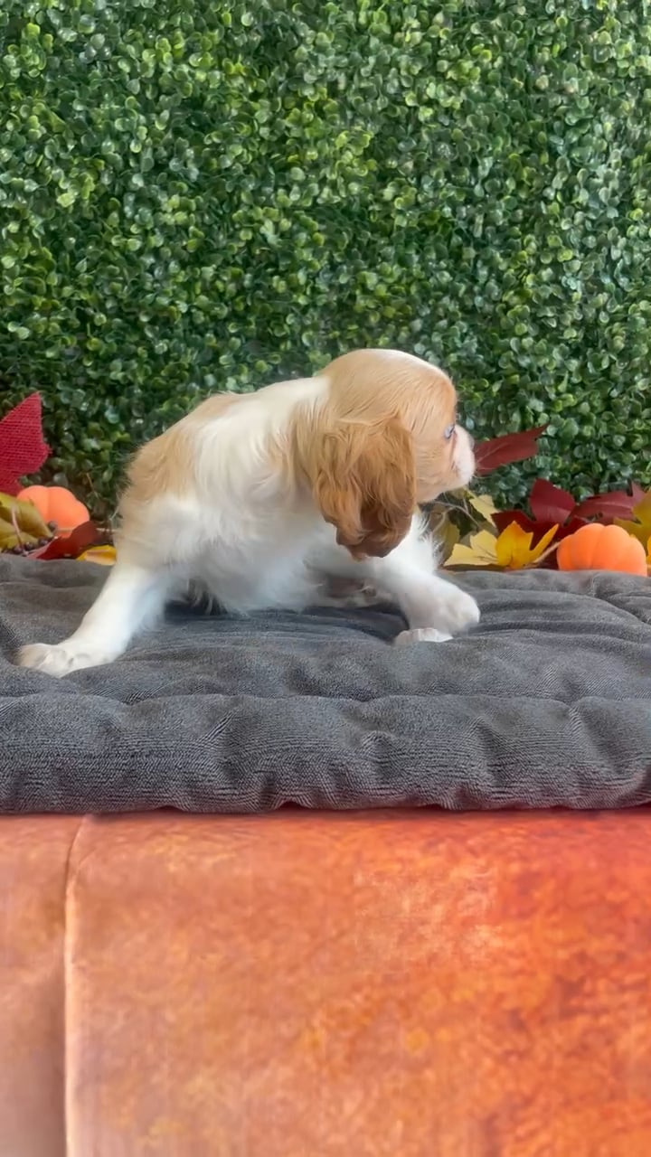 Female Cavalier King Charles Spaniel puppy named Marley for sale at Puppy Dreams - West Little Rock. video thumbnail