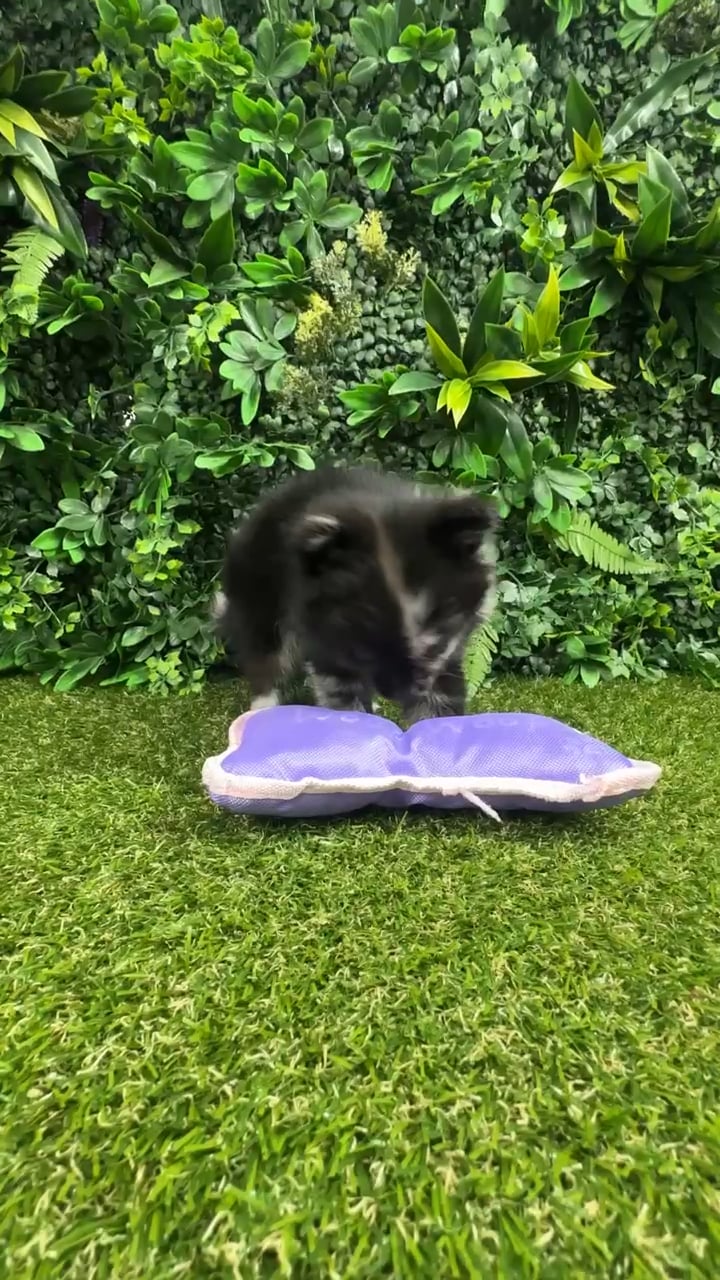 Female Pomeranian puppy named Sakura for sale at Puppy Dreams - Parks Mall. video thumbnail
