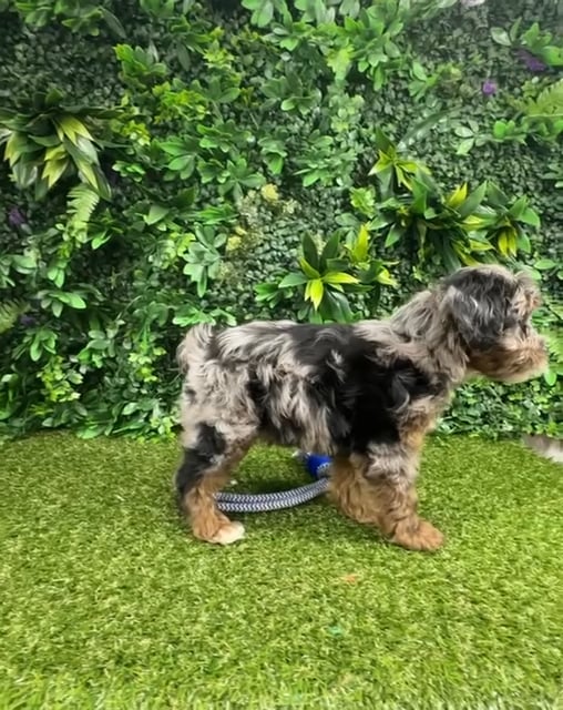 Male Yorkie-Poo puppy named Darcy for sale at Puppy Dreams - Parks Mall. video thumbnail