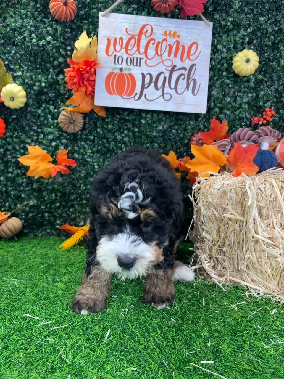 Female Bernedoodle puppy named Pixie for sale at Puppy Dreams - Wichita West. video thumbnail