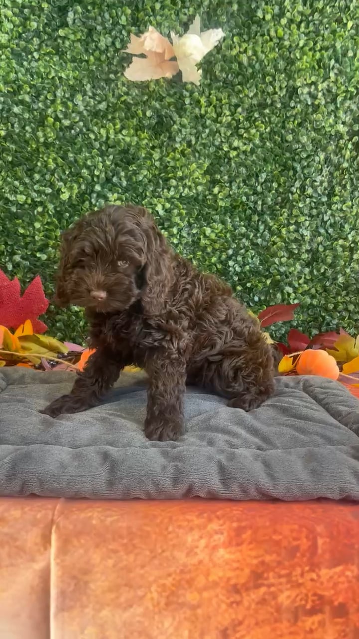 Female Cavapoo puppy named Piper for sale at Puppy Dreams - West Little Rock. video thumbnail