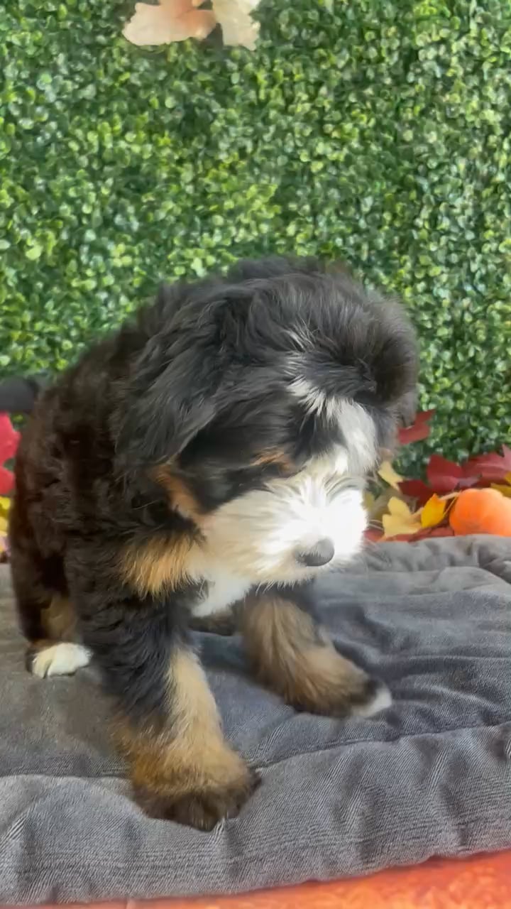 Female Bernedoodle puppy named Winnie for sale at Puppy Dreams - West Little Rock. video thumbnail