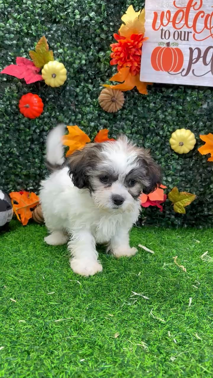 Female Teddy Bear puppy named Tot for sale at Puppy Dreams - Wichita West. video thumbnail
