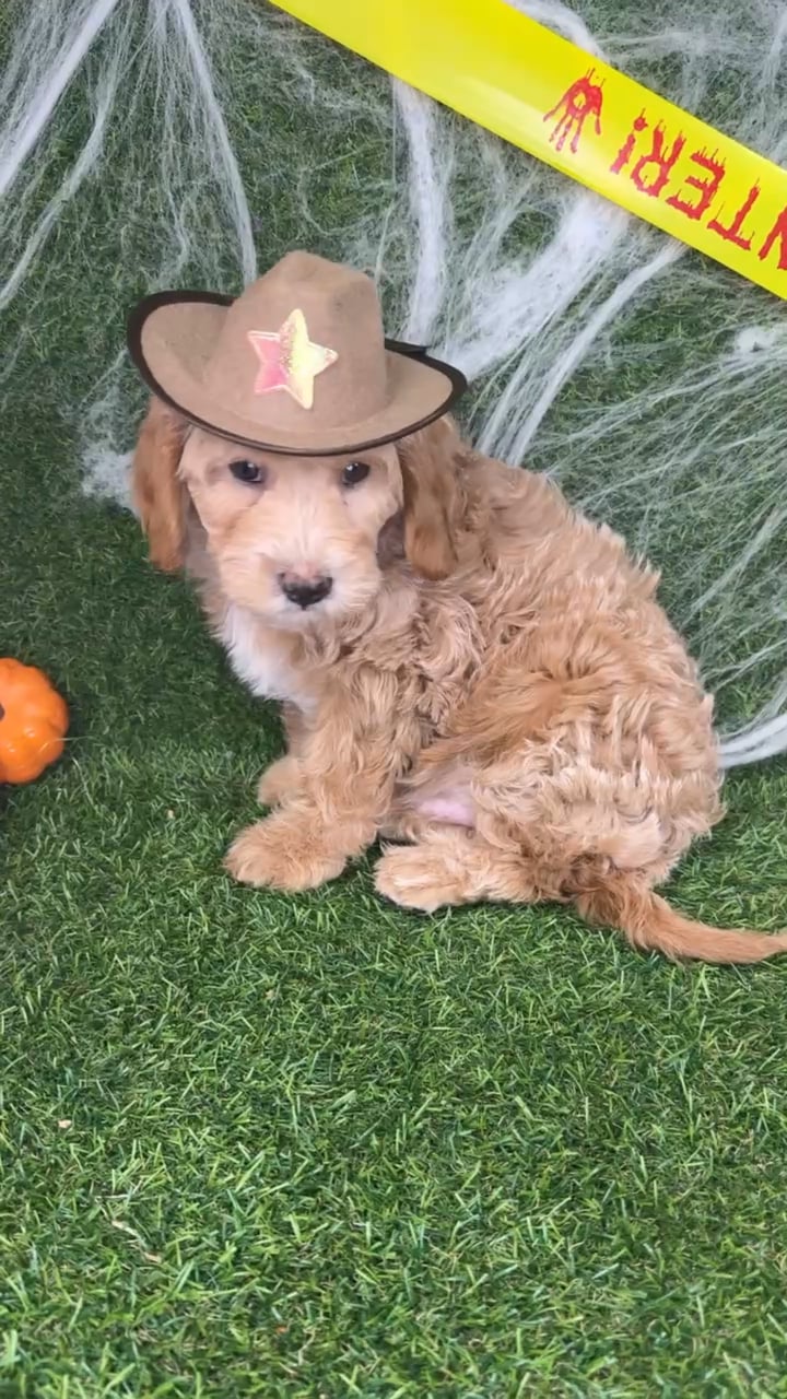 Male Mini Goldendoodle puppy named Dash for sale at Puppy Dreams - Arlington. video thumbnail