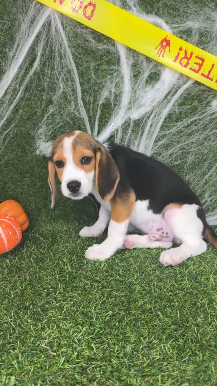 Male Beagle puppy named River for sale at Puppy Dreams - Arlington. video thumbnail