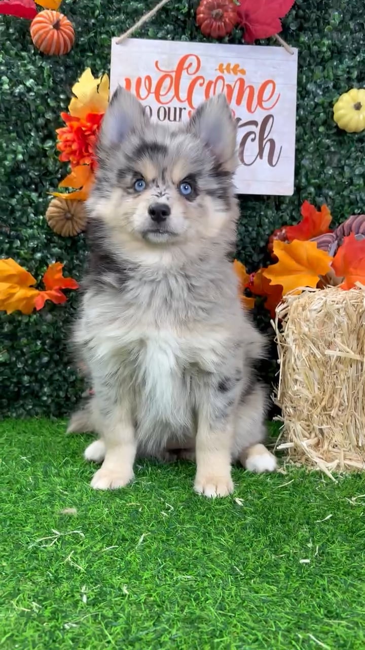 Female Pomsky puppy named Aurora for sale at Puppy Dreams - Wichita West. video thumbnail
