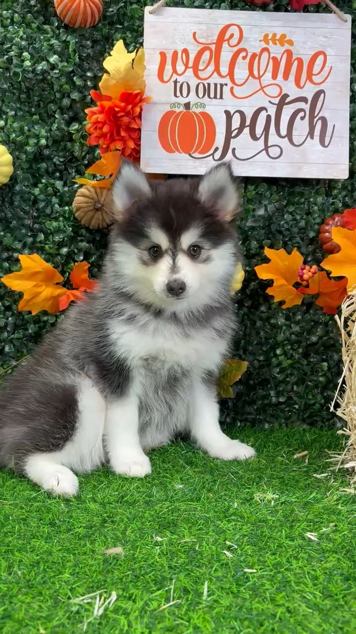 Female Pomsky puppy named Vega for sale at Puppy Dreams - Wichita West. video thumbnail