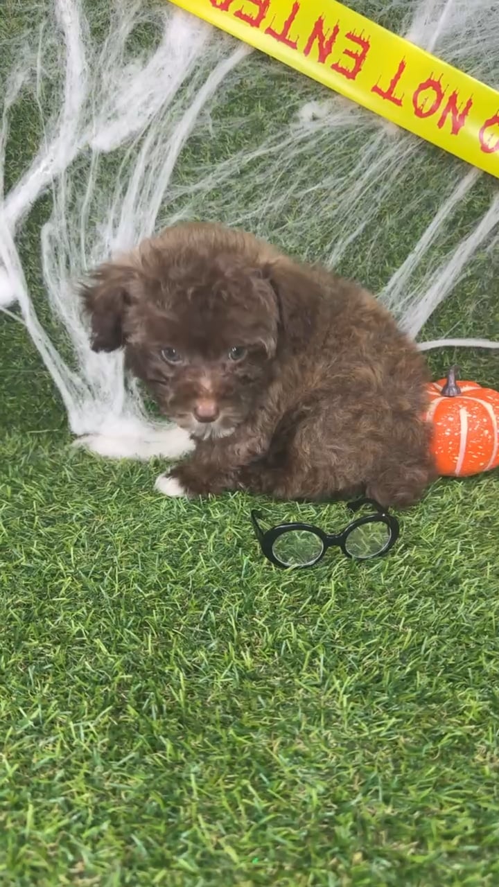 Male Mini Poodle puppy named Archie for sale at Puppy Dreams - Arlington. video thumbnail