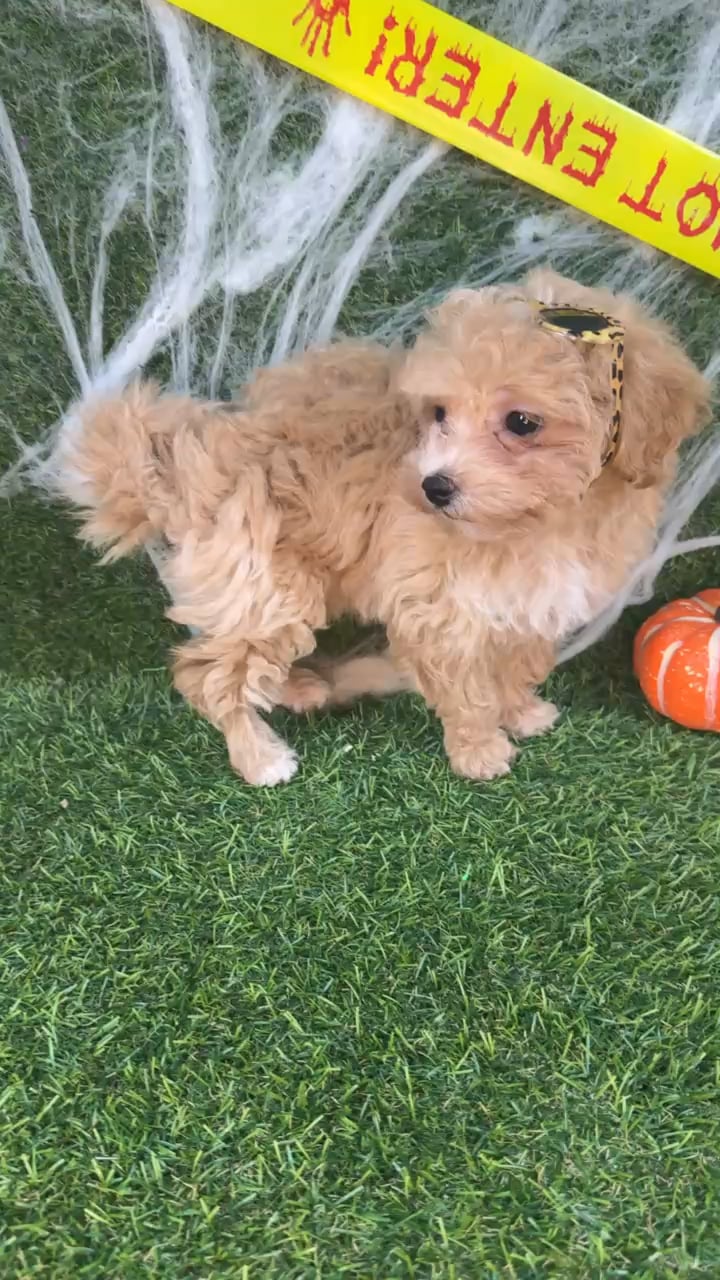 Female Maltipoo puppy named Cuddles for sale at Puppy Dreams - Arlington. video thumbnail