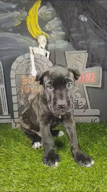 Male Cane Corso puppy named Fred for sale at Puppy Dreams - Mansfield. video thumbnail