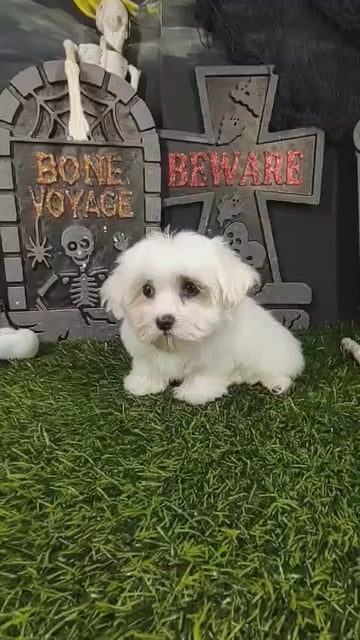 Female Maltese puppy named Daphne for sale at Puppy Dreams - Mansfield. video thumbnail
