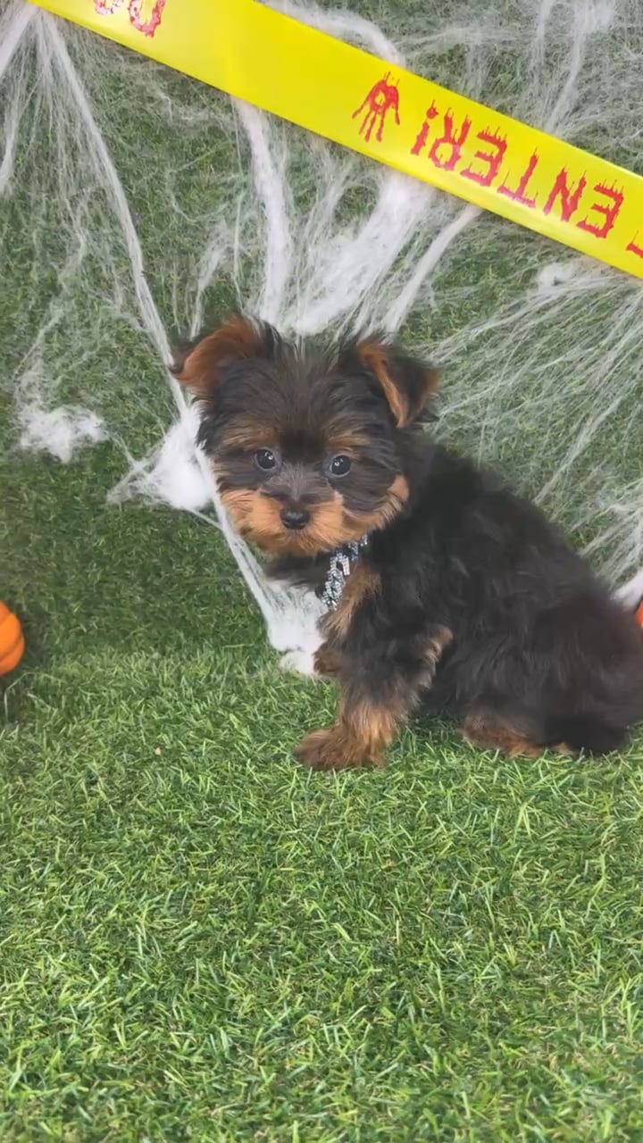 Male Yorkie puppy named Kai for sale at Puppy Dreams - Arlington. video thumbnail