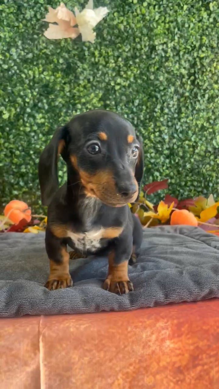 Female Dachshund puppy named Lucy for sale at Puppy Dreams - West Little Rock. video thumbnail