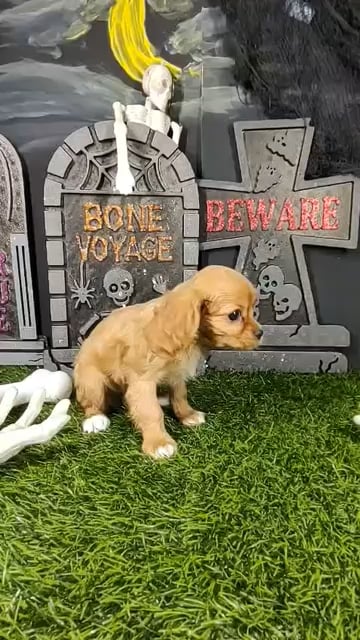 Female Cavalier King Charles Spaniel puppy named Velma for sale at Puppy Dreams - Mansfield. video thumbnail