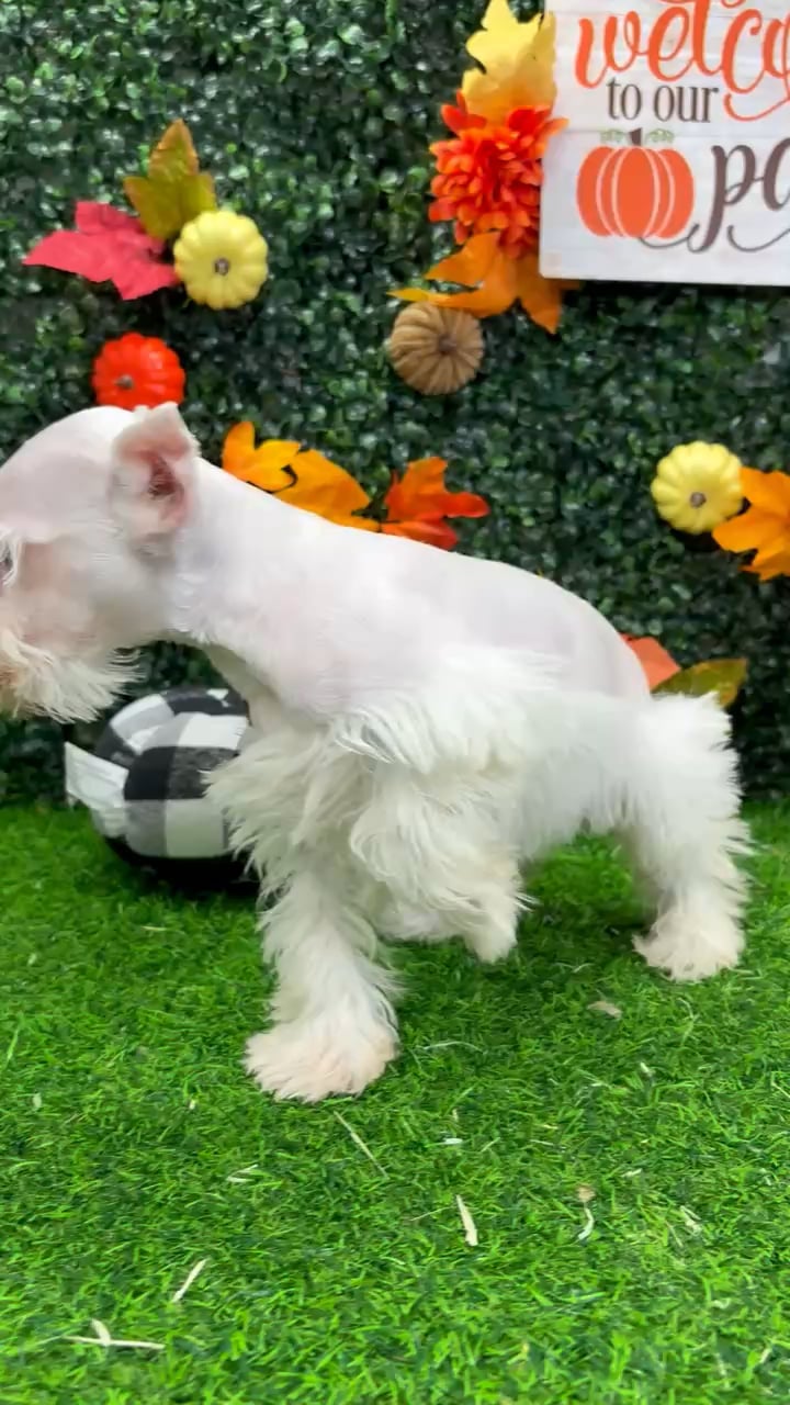 Female Mini Schnauzer puppy named Leela for sale at Puppy Dreams - Wichita West. video thumbnail