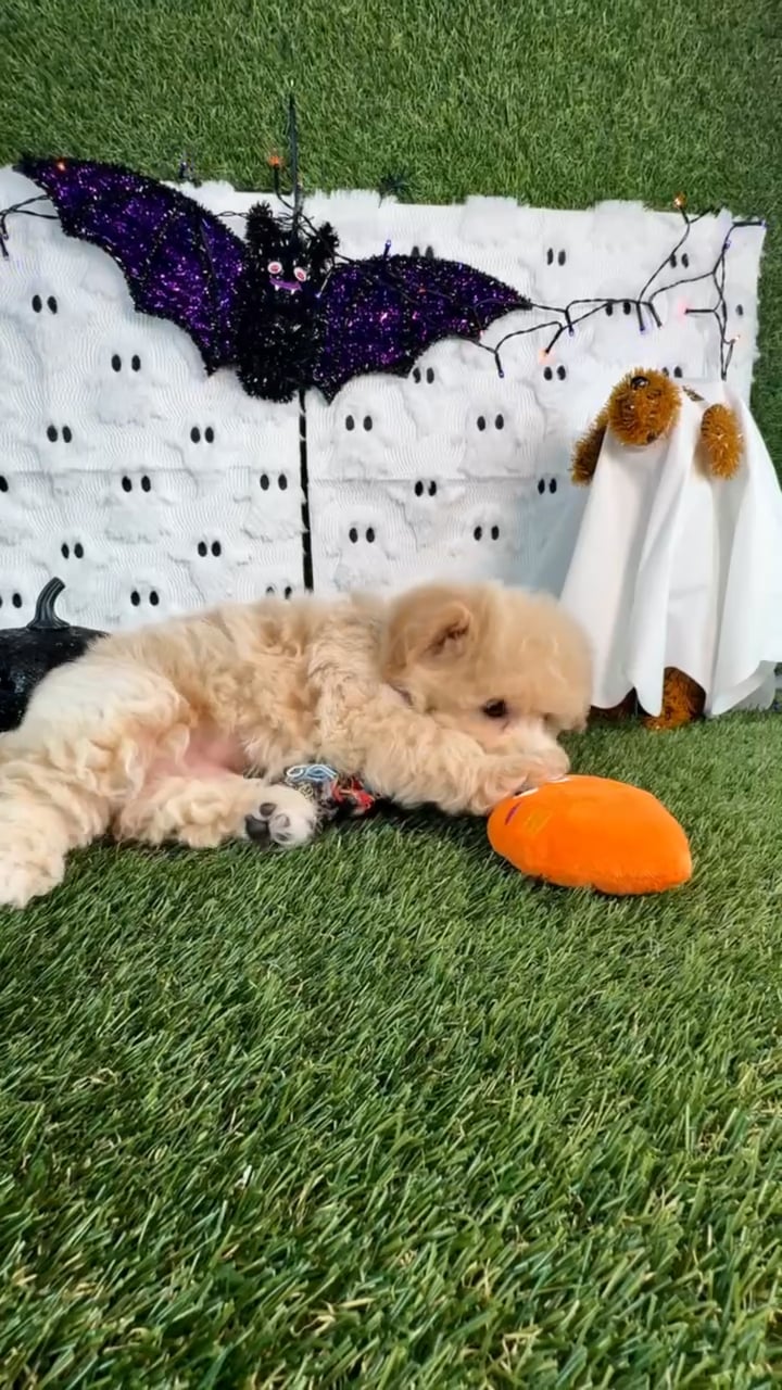 Male Bichon-Poodle puppy named Butters for sale at Puppy Dreams - Carrollton. video thumbnail