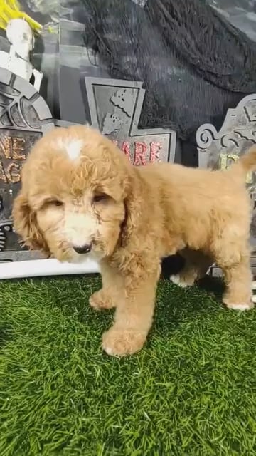 Male Mini Goldendoodle puppy named Shaggy for sale at Puppy Dreams - Mansfield. video thumbnail