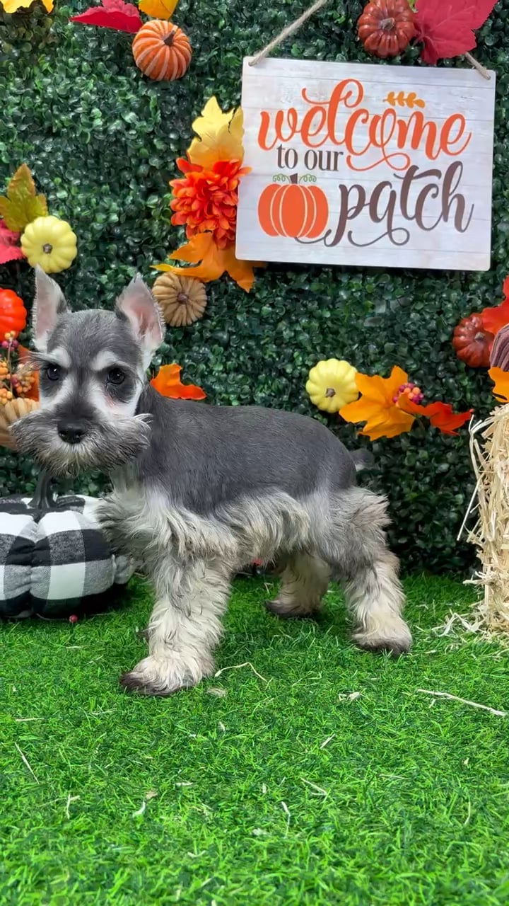 Male Mini Schnauzer puppy named Fry for sale at Puppy Dreams - Wichita West. video thumbnail