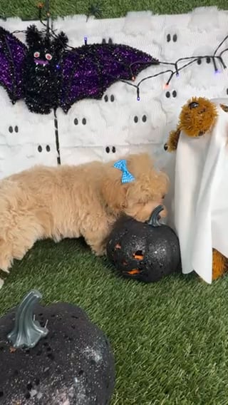 Female Bichon-Poodle puppy named Chanel for sale at Puppy Dreams - Carrollton. video thumbnail