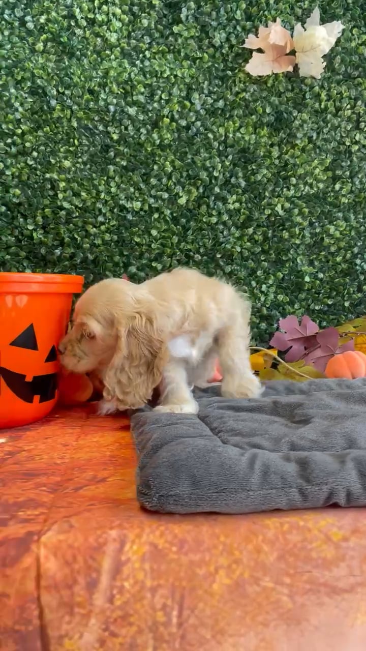 Female Cocker Spaniel puppy named Ellie for sale at Puppy Dreams - West Little Rock. video thumbnail