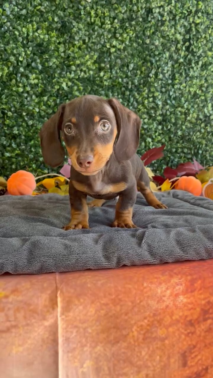 Male Dachshund puppy named Miles for sale at Puppy Dreams - West Little Rock. video thumbnail