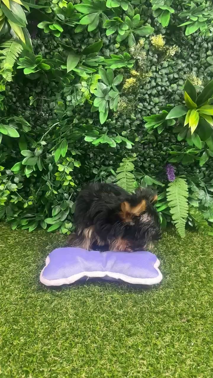Male Yorkie puppy named Baxter for sale at Puppy Dreams - Parks Mall. video thumbnail