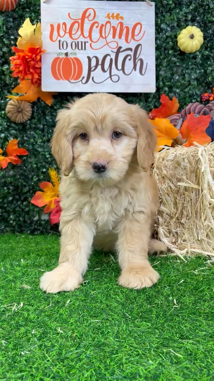 Female Mini Goldendoodle puppy named Cy for sale at Puppy Dreams - Wichita West. video thumbnail