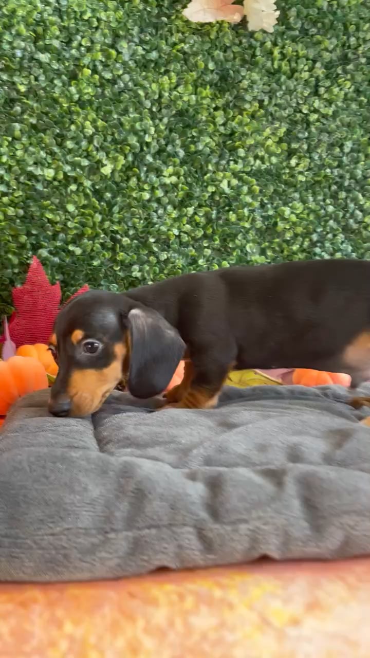Male Dachshund puppy named Murphy for sale at Puppy Dreams - West Little Rock. video thumbnail