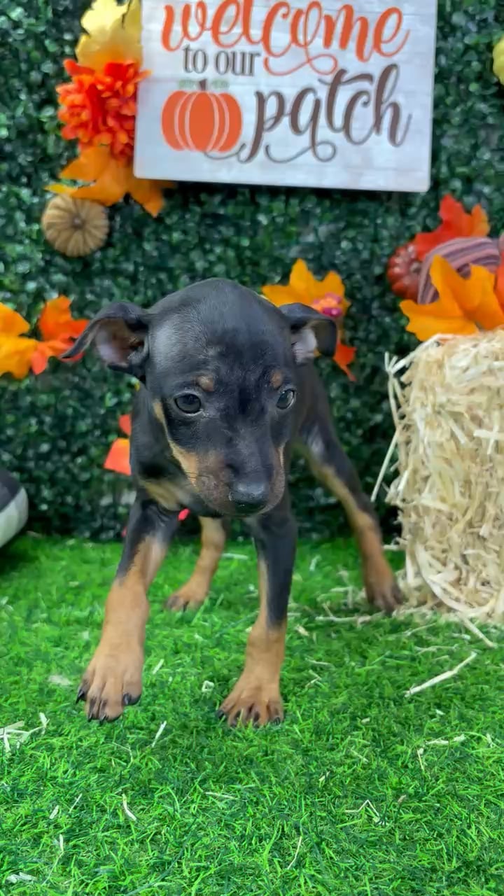 Male Min Pin puppy named Billy for sale at Puppy Dreams - Wichita West. video thumbnail