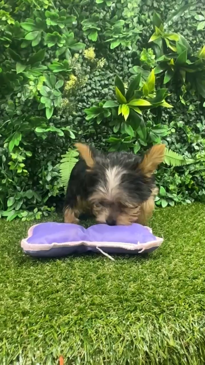 Male Yorkie puppy named Odin for sale at Puppy Dreams - Parks Mall. video thumbnail