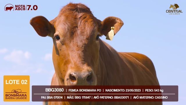 Lote 02