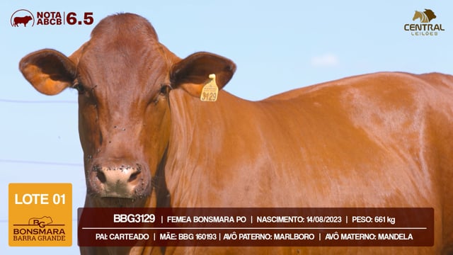Lote 01