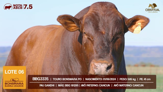 Lote 06