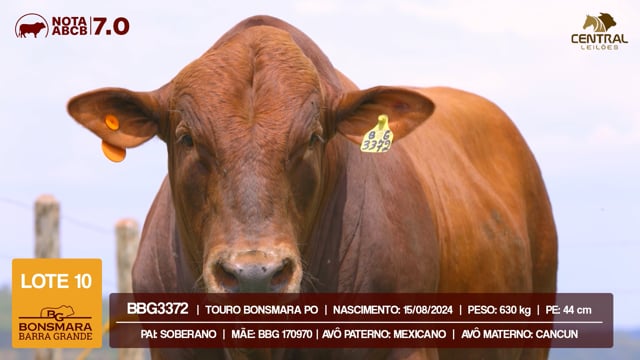 Lote 10