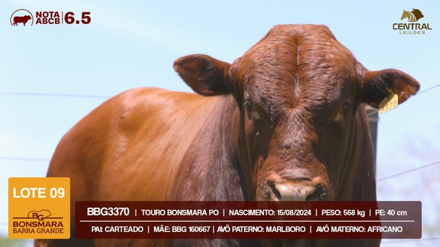 Lote 09