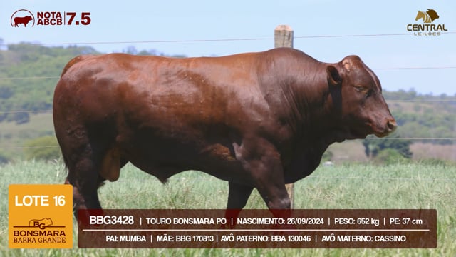 Lote 16