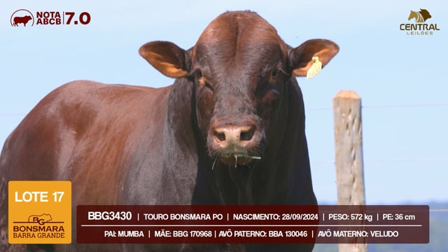 Lote 17